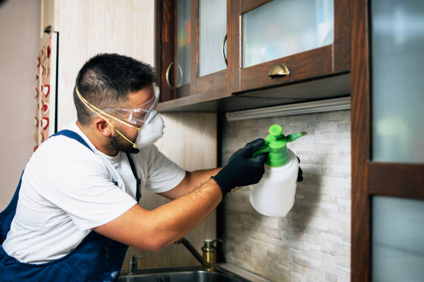 Wasp Removal Services in Garden Ridge, TX