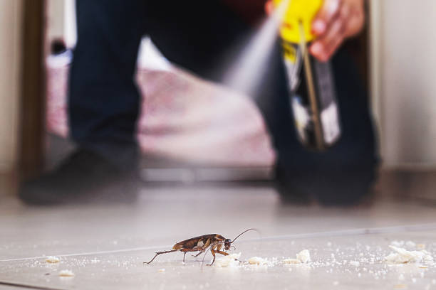 Best Spider Control Near Me  in Garden Ridge, TX